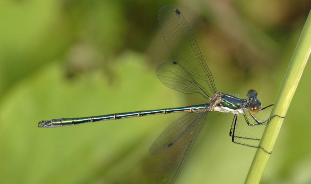 Lestes_dryas0126