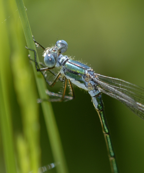 Lestes_dryas3835