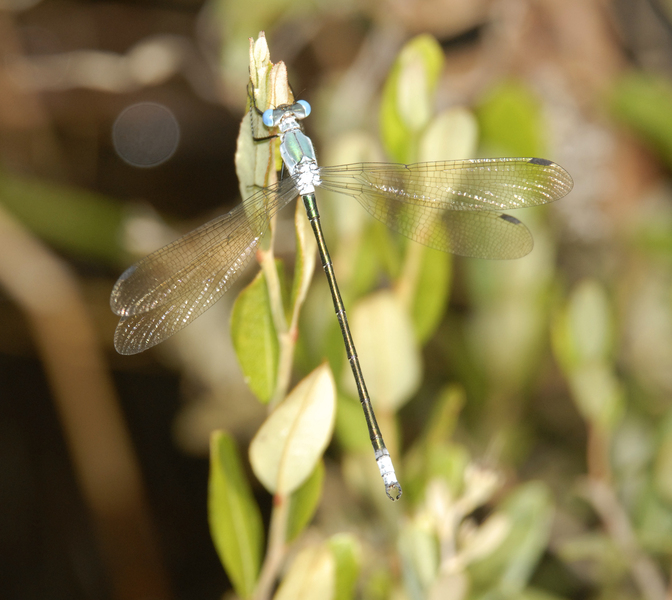 Lestes_eurinus0007