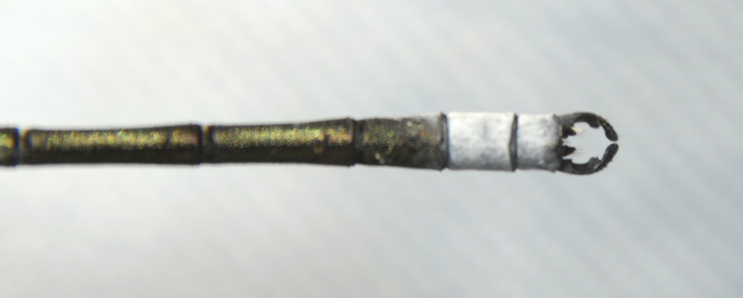 Lestes_eurinus0051