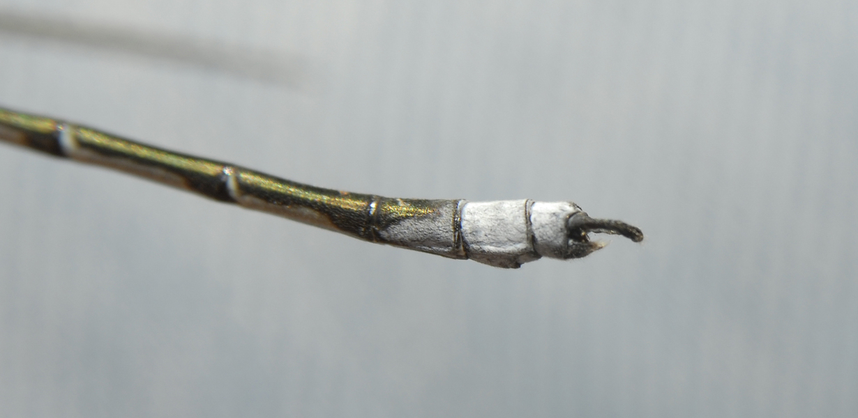 Lestes_eurinus0055