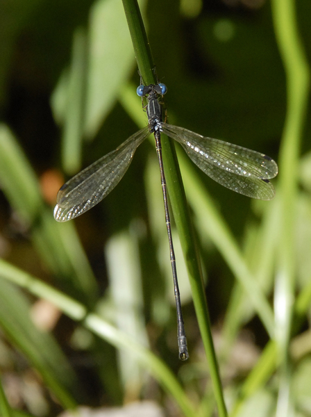 Lestes_rect