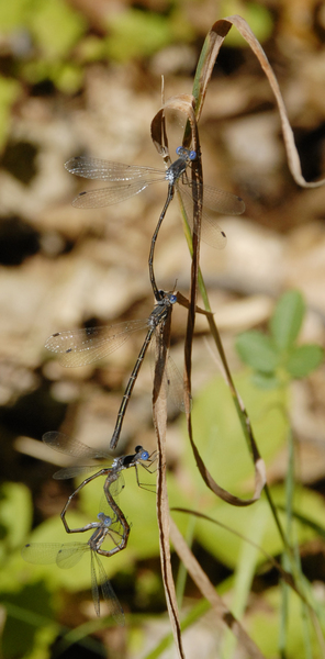 lestes1177
