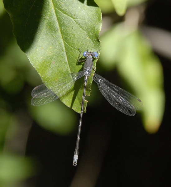 lestes1259