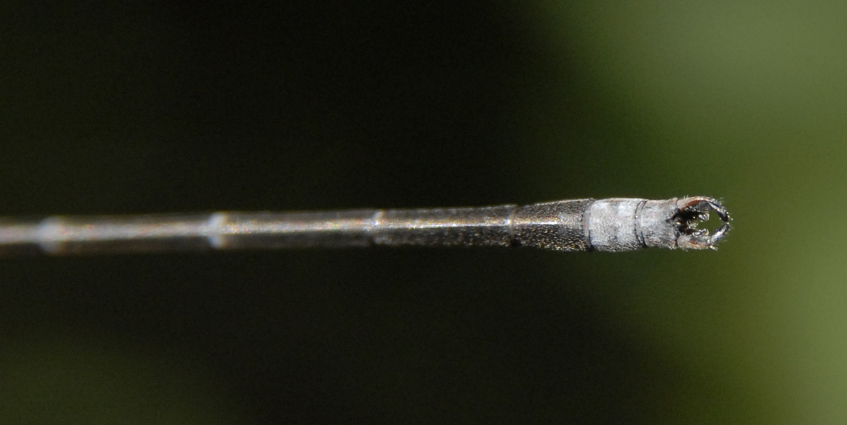 lestes1264