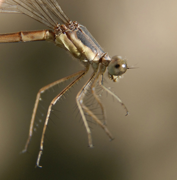 lestes1267