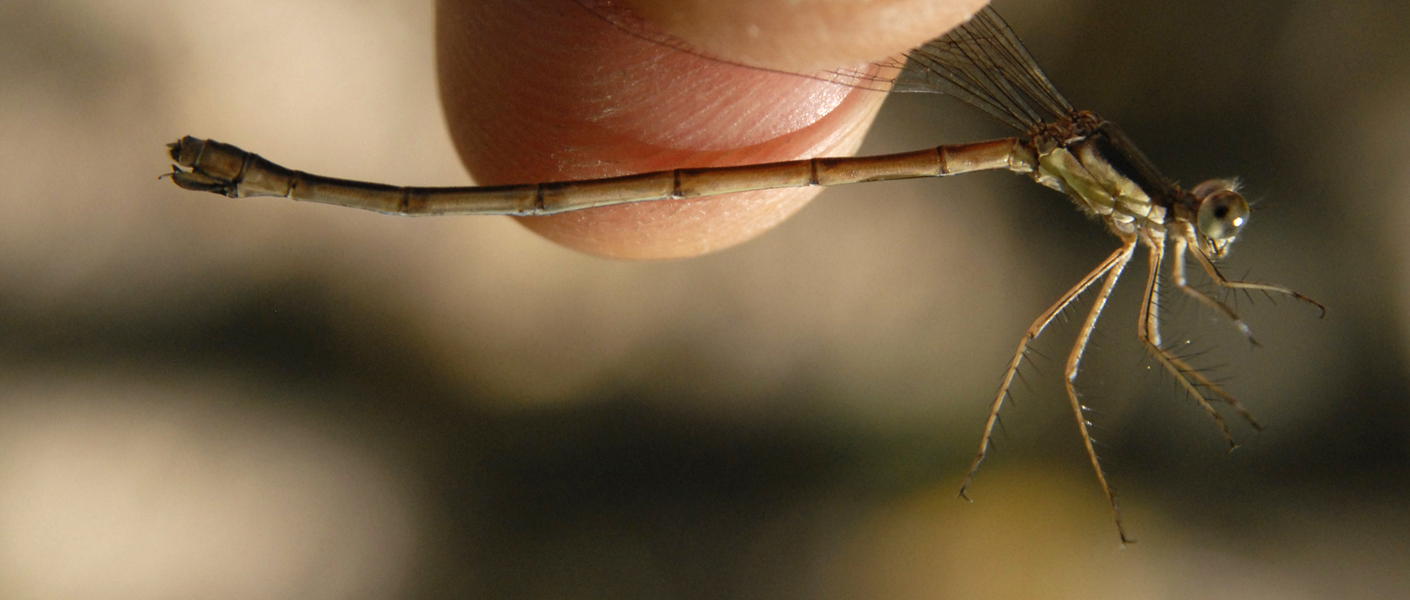 lestes1272