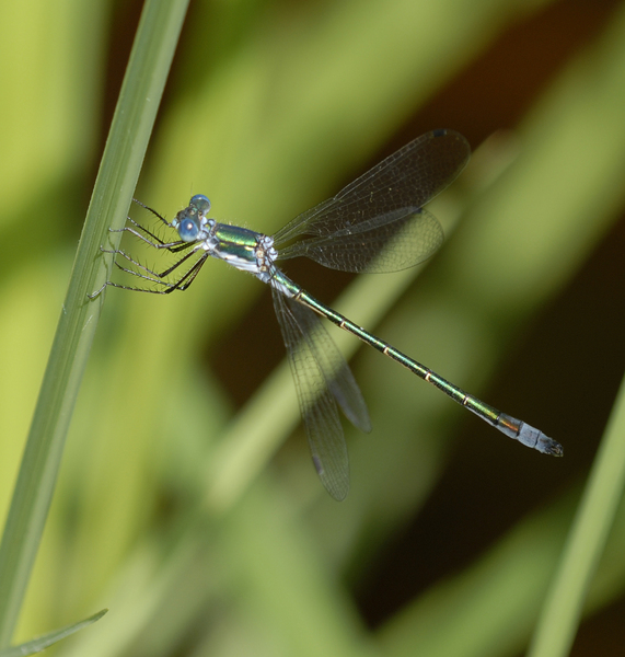 lestes3841