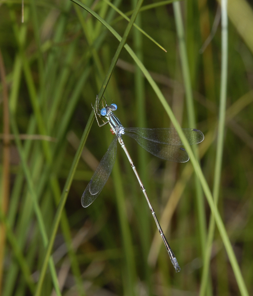 lestes_rectangularis0012