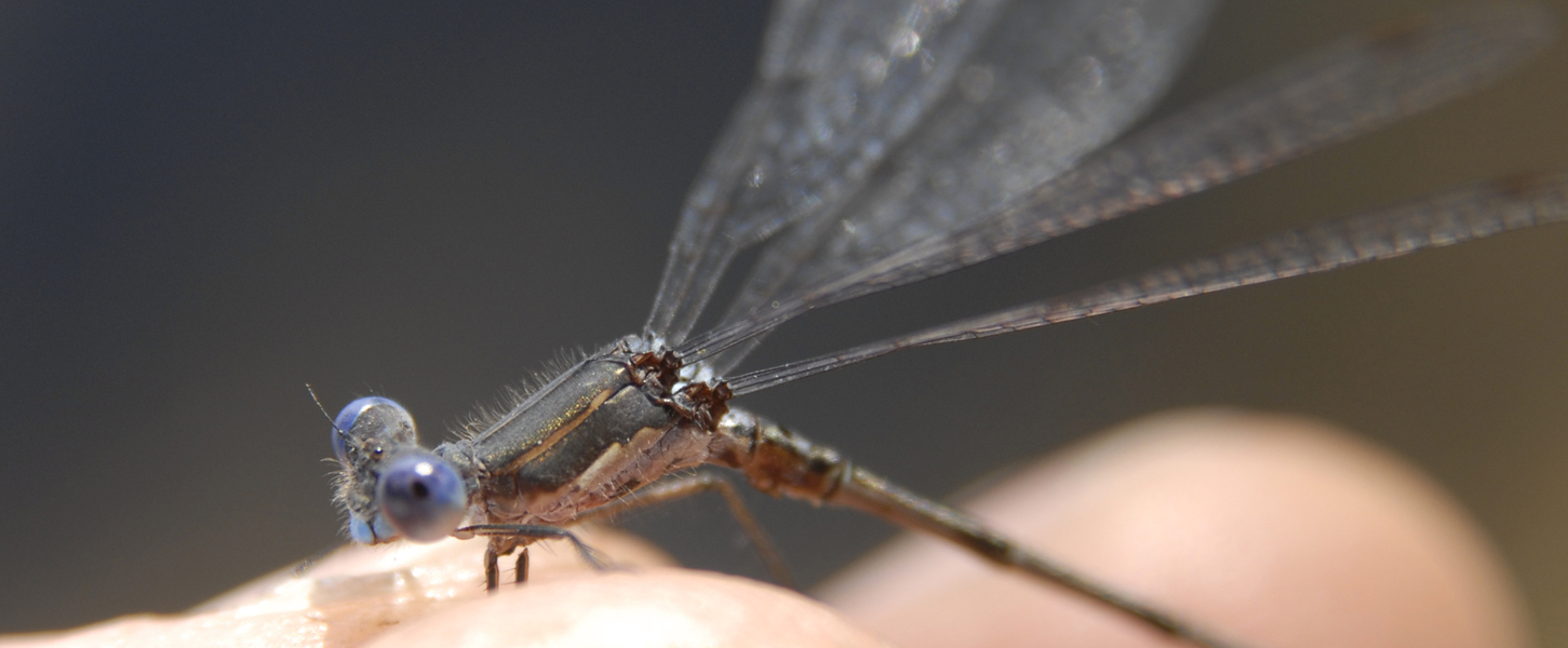thorax1045