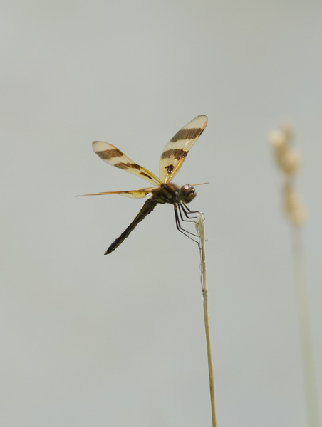 Celithemis3052