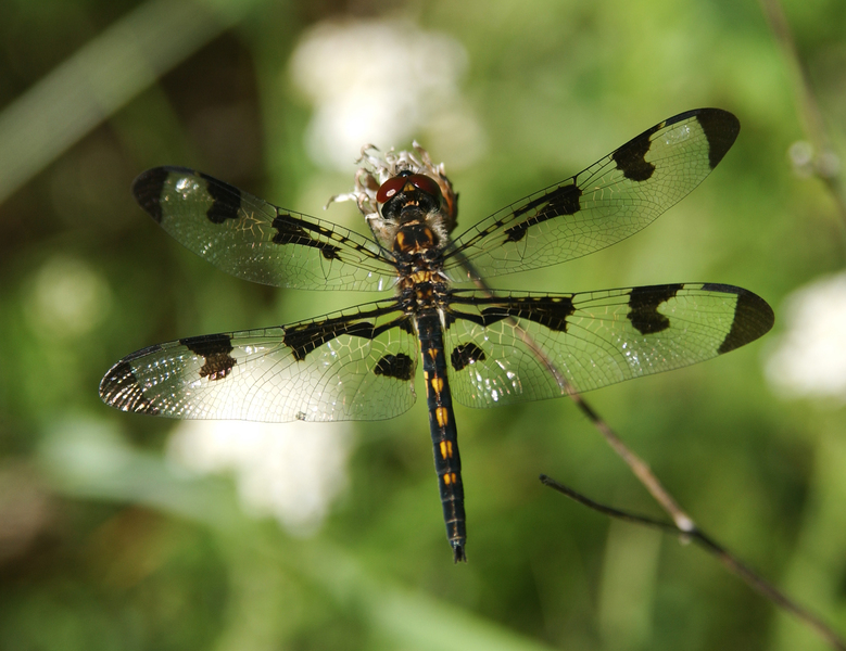 celithemis_fasciata5384