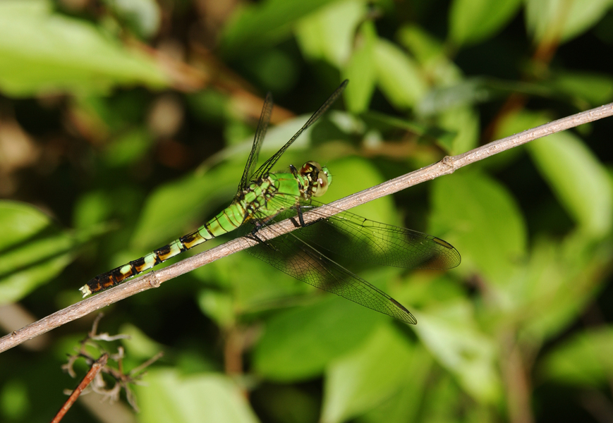 erythemis5420