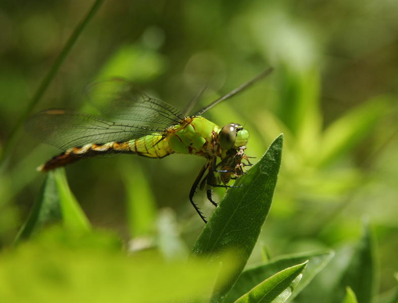 erythemis5432