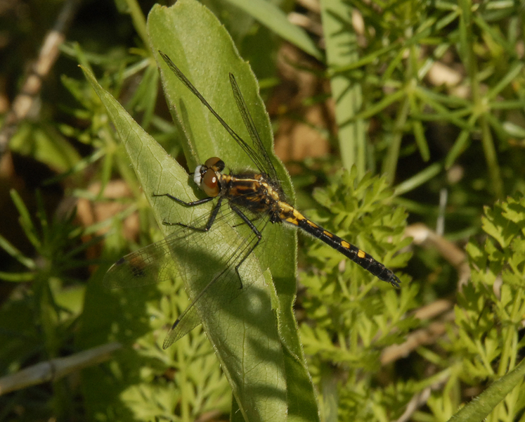 Leucorrhinia0020