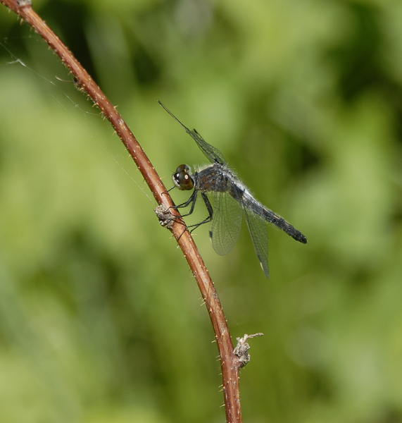 Leucorrhinia_frigida0024