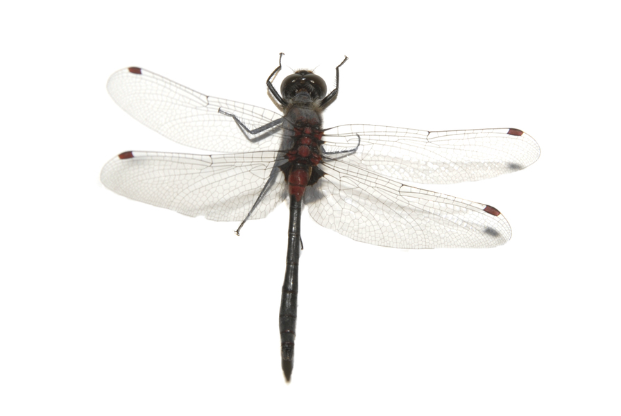 Leucorrhinia_glacialis0006