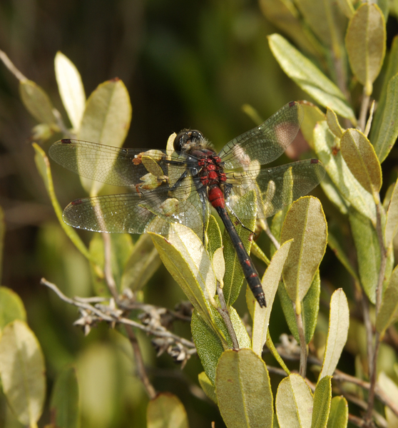 Leucorrhinia_glacialis0014
