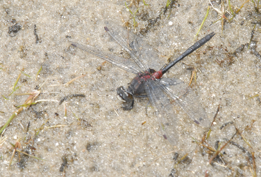 Leucorrhinia_glacialis0019