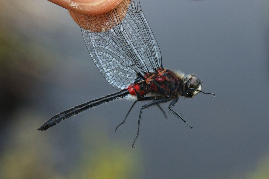 Leucorrhinia_glacialis7895