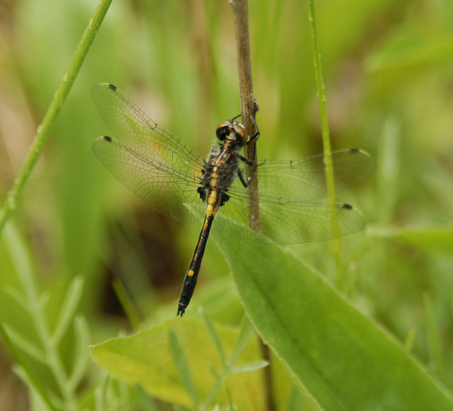 Leucorrhinia_intacta0014