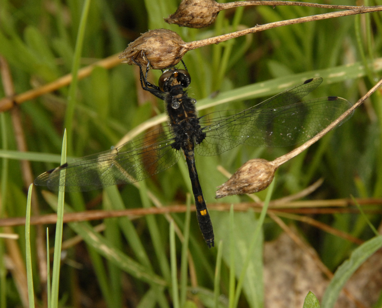 Leucorrhinia_intacta0019