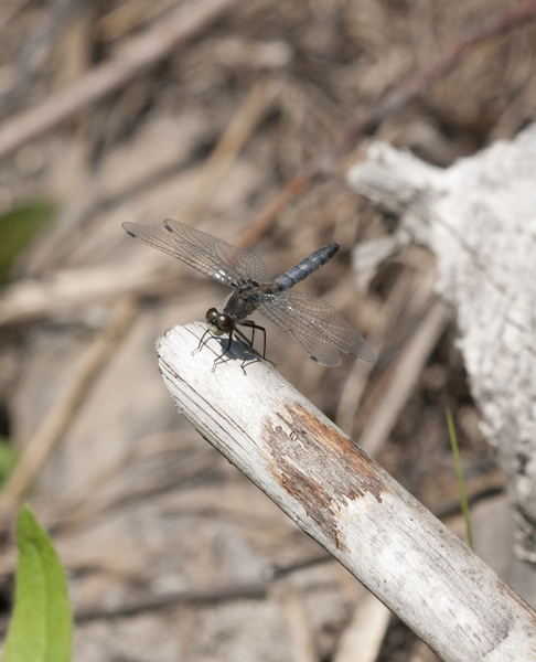 leucorrhinia2883