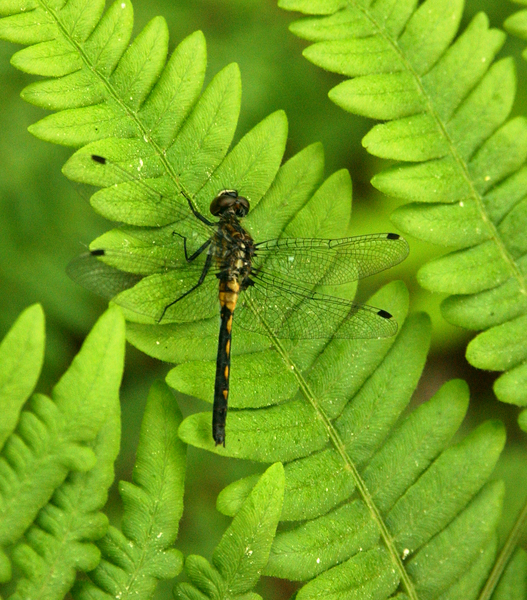 leucorrhinia_frigida4858