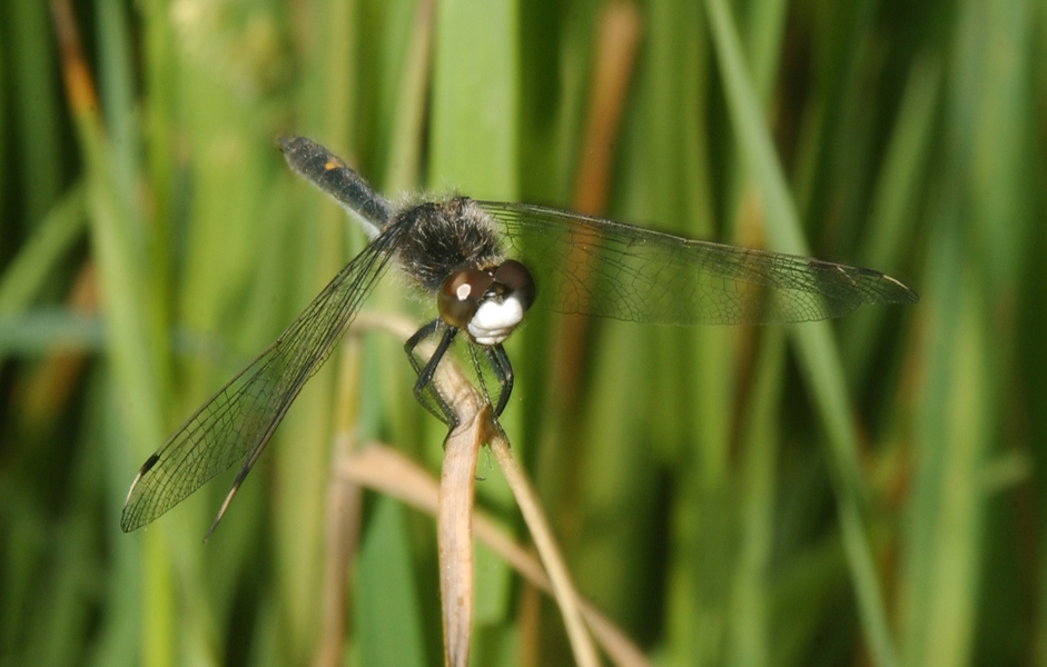 leucorrhinia_intacta4485