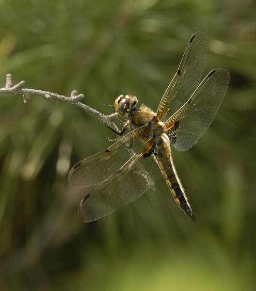 Libellula0008