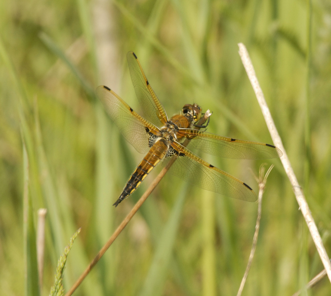 Libellula0042