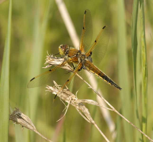 Libellula0047