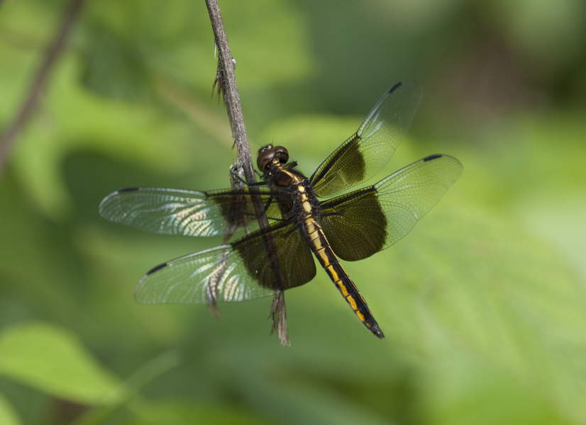 Libellula9185