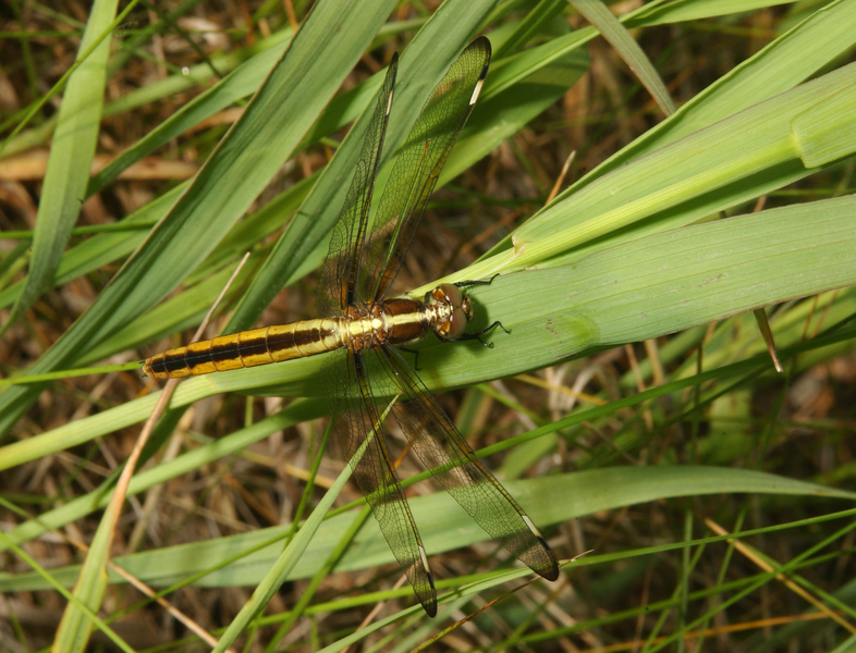 Libellula_cyanea4473