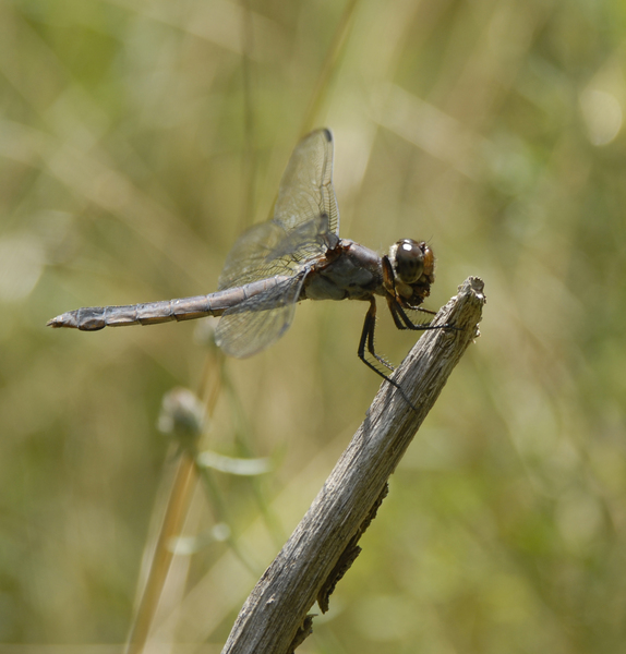 Libellula_incesta0394