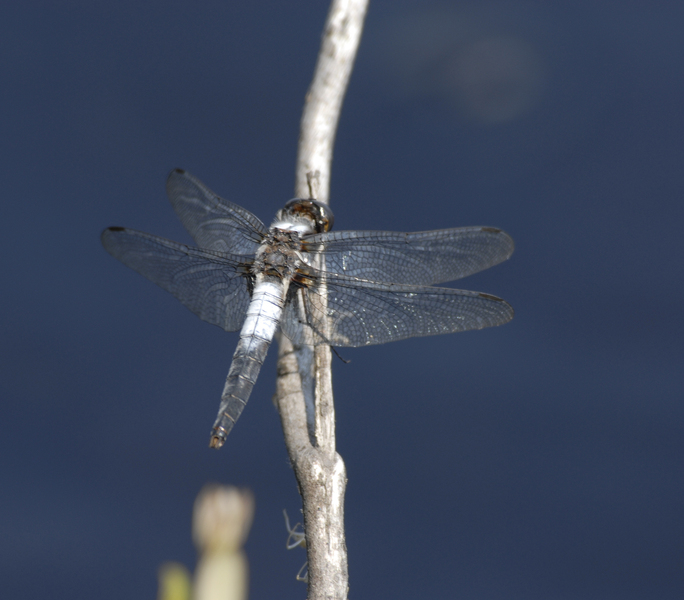 Libellula_julia0067
