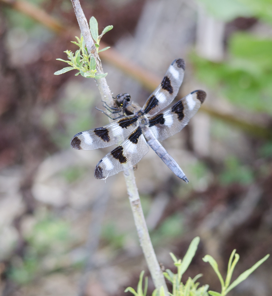 libellula3129