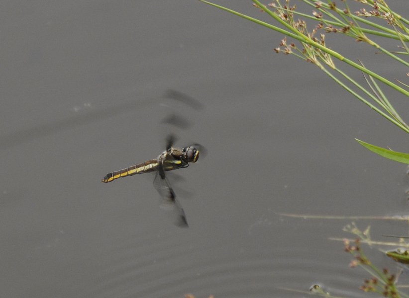 libellula_pulchella0014