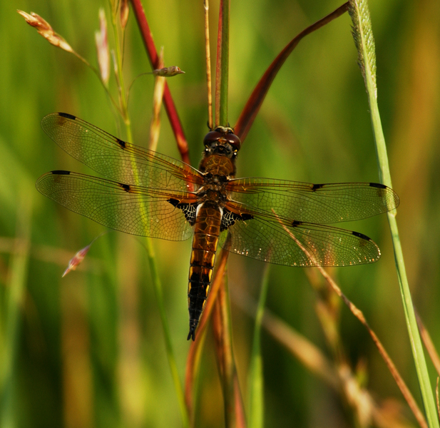 libellula_quad5314