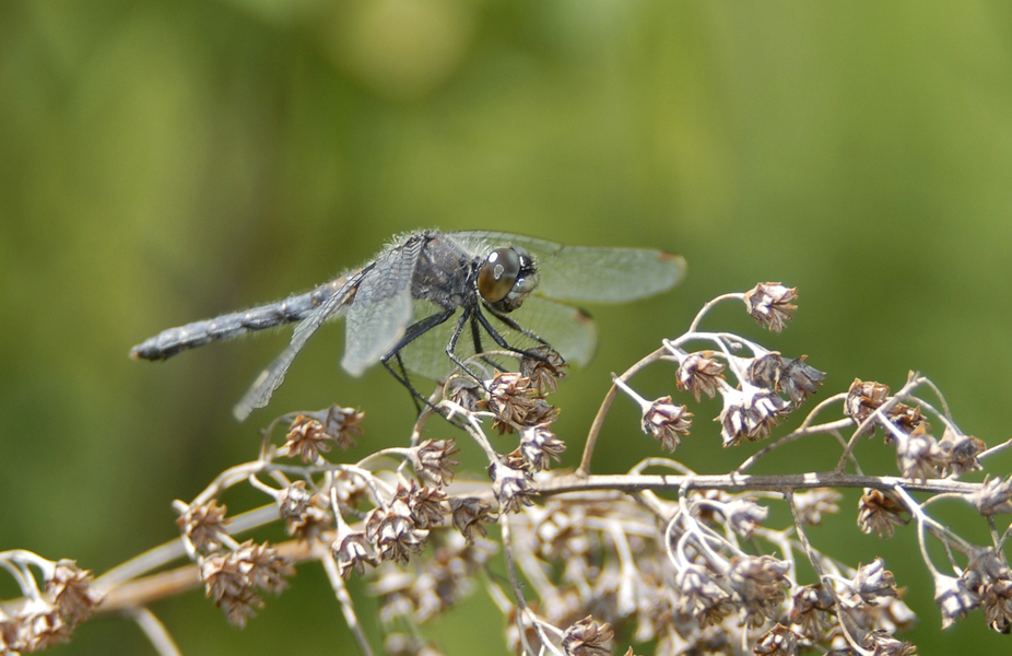 Nannothemis0049