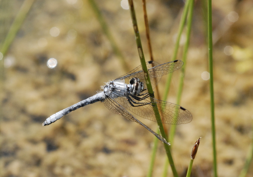 Nannothemis4863