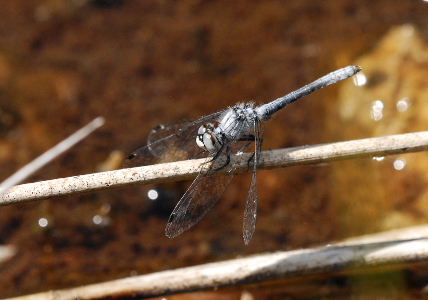 Nannothemis_male4646