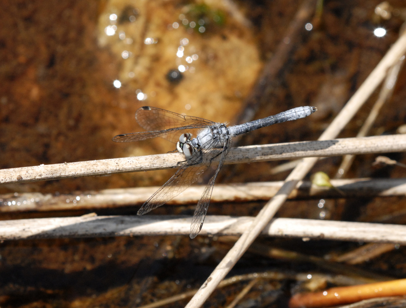 Nannothemis_male4650