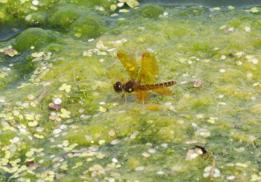 Perithemis6800