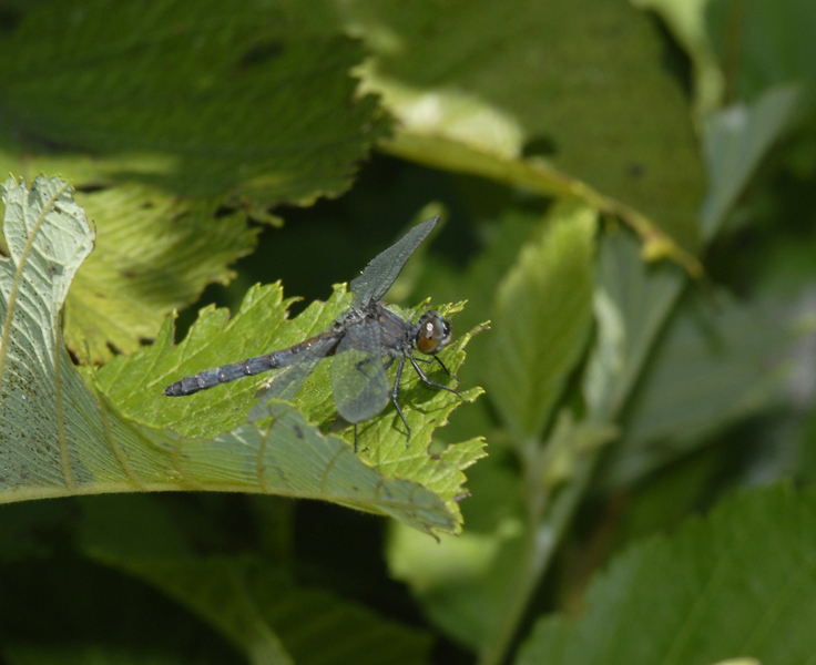 nannothemis0039