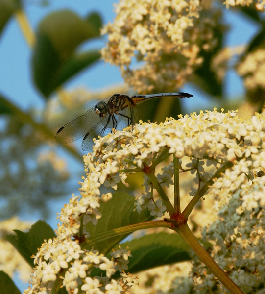 pachydiplax_longipennis5270