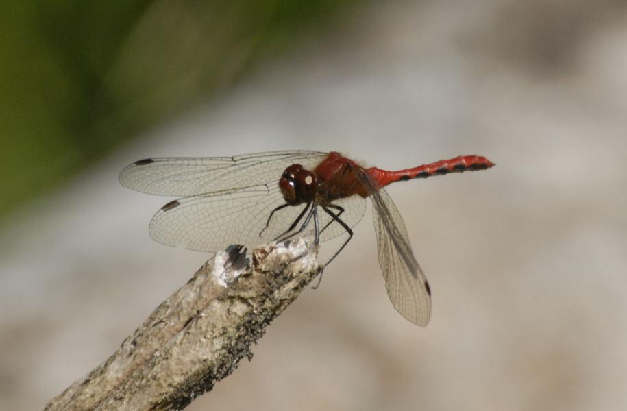 Sympetrum5033