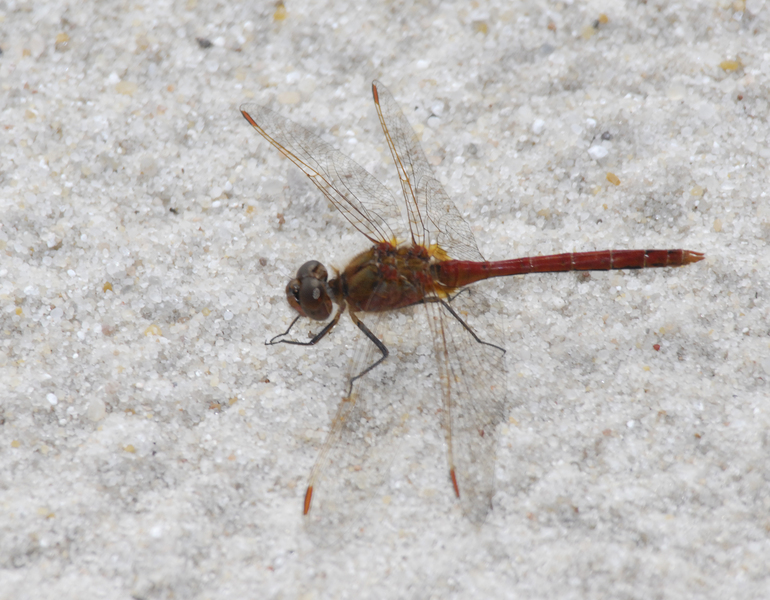 Sympetrum_costiferum0042
