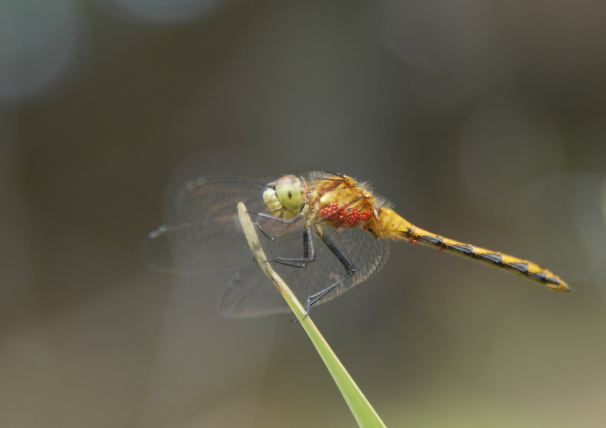 Sympetrum_obtrusum0112