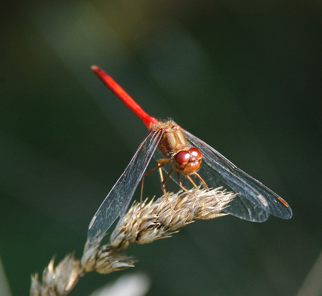 dragon1